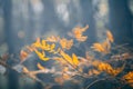 Macro photography of rowan branch