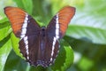 Macro photography of a rusty tripped page butterfly