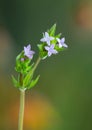 Macro photography of a Sherardia arvensis Royalty Free Stock Photo