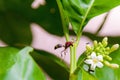 Macro photography shot of a bee approaching a white flower with green leaves on a blurred background