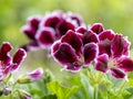 Macro photography shot of a deep purple geranium flower plant with a soft background of more blooms and green leaves