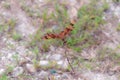 Macro photography shot of a dragonfly on a branch with a blurred background Royalty Free Stock Photo