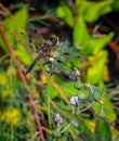 Macro photography shot of a dragonfly on a green stalk Royalty Free Stock Photo