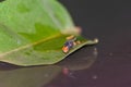 Macro photography shot of a fly on a wet green leaf with a blurred background Royalty Free Stock Photo