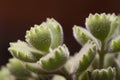 Macro photography shot of scabrous plants on blurred background