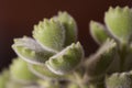 Macro photography shot of scabrous plants on blurred background