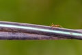 Macro photography shot of a strong red ant on a metal pole with a blurred green background Royalty Free Stock Photo