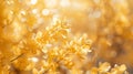 Closeup of amber petals on peach tree flowering plant