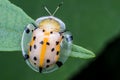 Macro photography showing a transperant yellow lady bird Royalty Free Stock Photo