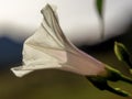 Macro photography from the side of the false bindweed wildflower.