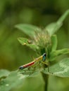 Macro photography from the side of a monkey grasshopper standing on a clover leaf Royalty Free Stock Photo