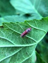 Macro photography of small baby grasshopper on green leaf in the forest, Grasshopper a plant-eating insect and leaf with long hind Royalty Free Stock Photo