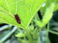 Macro photography of small baby grasshopper on green leaf in the forest, Grasshopper a plant-eating insect and leaf with long hind Royalty Free Stock Photo