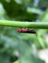 Macro photography of small baby grasshopper on green leaf in the forest, Grasshopper a plant-eating insect and leaf with long hind Royalty Free Stock Photo