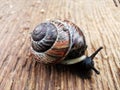 Macro photography of a small black snail with a shell Royalty Free Stock Photo