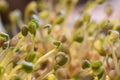 Macro photography of small sprouts