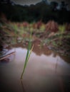 Macro photography of small wort