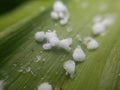 Macro Photography of Snow Pellets