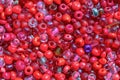 Macro photography of some colorful red beads Royalty Free Stock Photo