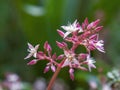 Macro photography of some fairy crassula flowers