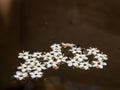 Macro photography of some fallen elder flowers floating in the water of a tank Royalty Free Stock Photo