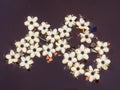 Macro photography of some fallen elder flowers floating in the water of a tank Royalty Free Stock Photo