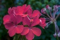 Red zonal geranium flowers in a garden Royalty Free Stock Photo