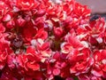 Macro photography of some tiny red garde flowers with a fly