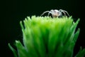 Macro photo, Spider, Araneae, Arachnida Royalty Free Stock Photo