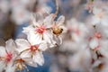 Close up. a bee perches on the flower of an almond tree during pollination and sucks pollen. Royalty Free Stock Photo