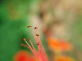 Macro photography of stamen of flower with beautiful blurry background Royalty Free Stock Photo