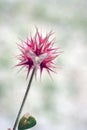 Macro photography of star clover