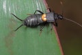 Macro Photo of Strange Insect Earwig on Green Leaf