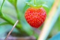 macro photography. Strawberry close-up on the bush.