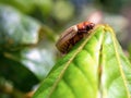 Macro photography of a striped scarab climbing some leaves Royalty Free Stock Photo