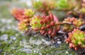 Macro photography of a succulent - Sedum rubrotinctum Royalty Free Stock Photo