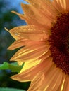 Macro photography of a sunflower petals and disk florets with some raindrops in them Royalty Free Stock Photo