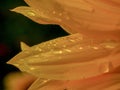 Macro photography of a sunflower petals with some raindrops Royalty Free Stock Photo