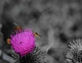 macro photography of syrphid or hover fly on a thistle flower