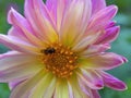 Macro photography of a Tetragonisca angustula black bee on a pink and yellow dahlia flower Royalty Free Stock Photo