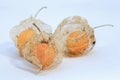 Macro photography of three goldenberries dried calyxes Royalty Free Stock Photo