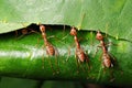 Macro photography of three red ants trying to pull the leaf to make their home