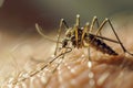 Macro Photography of a tiger mosquito on human skin, dengue epidemic disease