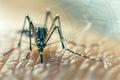 Macro Photography of a tiger mosquito on human skin, dengue epidemic disease