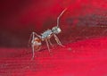 Macro Photo of Tiny Ant on Red Petal of Flower Royalty Free Stock Photo