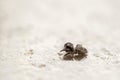 Macro photography of a tiny brown jumping spider
