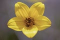 Macro photography of a tiny exotic ranunculus peruvianus flower