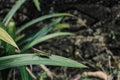 macro photography of tiny locust on the green leaves