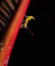 Macro Photo of Tiny Yellow Insect on Young Leaf, Selective Focus Royalty Free Stock Photo