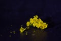 Macro photography of tiny yellow mimosa flowers on dark purple background. Small yellow flowers on gentle soft violet background